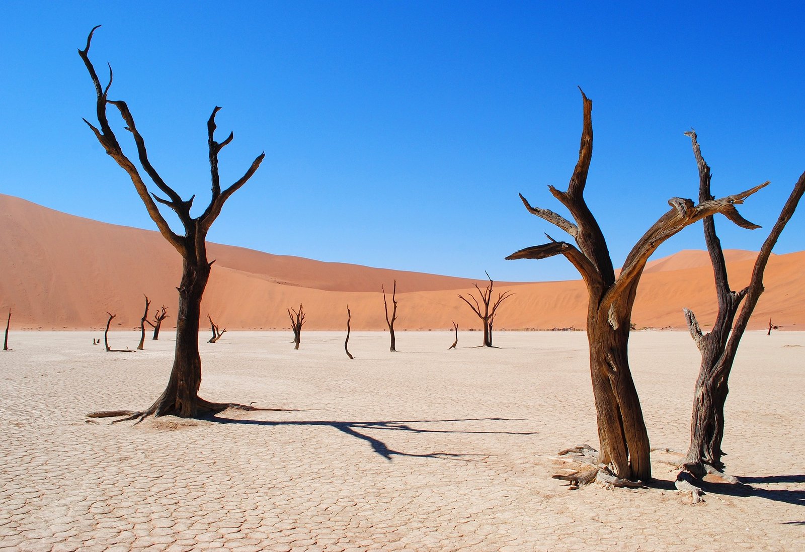 desert dead trees